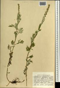 Artemisia mongolica (Fisch. ex Besser) Nakai, Mongolia (MONG) (Mongolia)