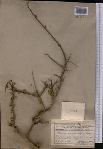 Rhamnus integrifolia DC., Middle Asia, Pamir & Pamiro-Alai (M2) (Uzbekistan)
