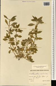 Alternanthera sessilis (L.) R. Br. ex DC., South Asia, South Asia (Asia outside ex-Soviet states and Mongolia) (ASIA) (Iran)