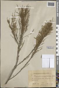 Tamarix ramosissima Ledeb., Middle Asia, Western Tian Shan & Karatau (M3) (Uzbekistan)