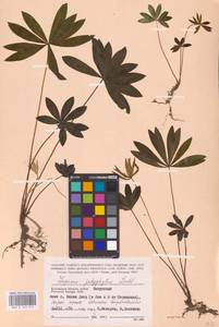 Lupinus polyphyllus Lindl., Eastern Europe, Central region (E4) (Russia)