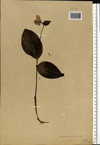 Cypripedium guttatum Sw., Eastern Europe, Eastern region (E10) (Russia)