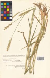 Elymus repens (L.) Gould, Siberia, Chukotka & Kamchatka (S7) (Russia)