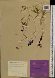 Delphinium grandiflorum L., Siberia, Baikal & Transbaikal region (S4) (Russia)