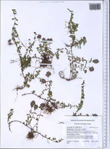 Thymus proximus Serg., Middle Asia, Northern & Central Tian Shan (M4) (Kyrgyzstan)