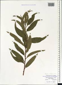 Prunus persica (L.) Stokes, Caucasus, Black Sea Shore (from Novorossiysk to Adler) (K3) (Russia)