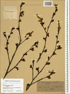 Betula pubescens var. litwinowii (Doluch.) Ashburner & McAll., Caucasus, South Ossetia (K4b) (South Ossetia)