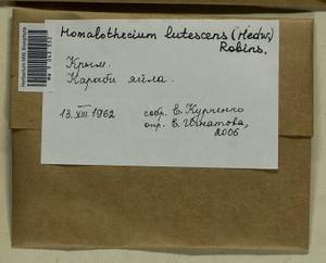 Homalothecium lutescens (Hedw.) H. Rob., Bryophytes, Bryophytes - Crimea (B3a) (Russia)