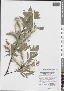 Salix blakii Goerz, Middle Asia, Pamir & Pamiro-Alai (M2) (Uzbekistan)