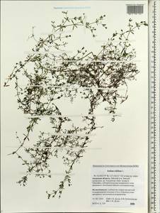 Galium trifidum L., Siberia, Russian Far East (S6) (Russia)