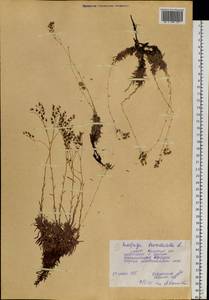 Saxifraga bronchialis, Siberia, Yakutia (S5) (Russia)