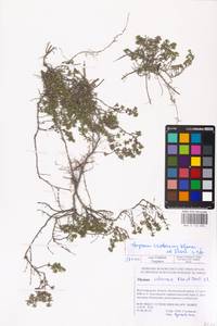 MHA 0 156 894, Thymus calcareus Klokov & Des.-Shost., Eastern Europe, Lower Volga region (E9) (Russia)