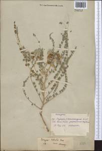 Astragalus turbinatus Bunge, Middle Asia, Syr-Darian deserts & Kyzylkum (M7) (Uzbekistan)