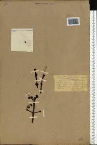 Loranthus europaeus Jacq., Eastern Europe, South Ukrainian region (E12) (Ukraine)
