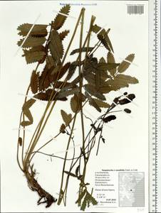 Poterium tenuifolium (Fisch. ex Link) Franch. & Sav., Siberia, Chukotka & Kamchatka (S7) (Russia)
