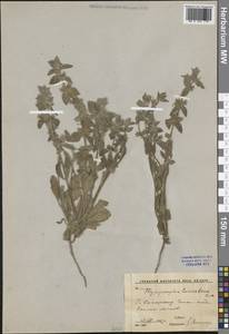 Hypogomphia turkestana Bunge, Middle Asia, Pamir & Pamiro-Alai (M2) (Uzbekistan)