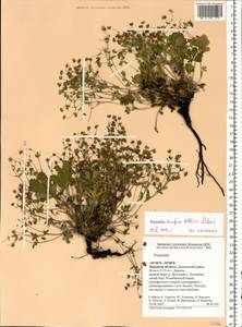 Potentilla humifusa Willd., Eastern Europe, Central forest-and-steppe region (E6) (Russia)