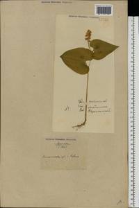 Maianthemum bifolium (L.) F.W.Schmidt, Eastern Europe, North Ukrainian region (E11) (Ukraine)