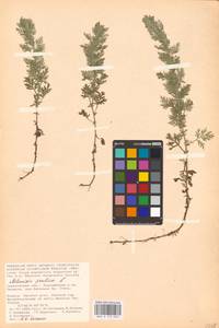 Artemisia pontica L., Eastern Europe, Lower Volga region (E9) (Russia)