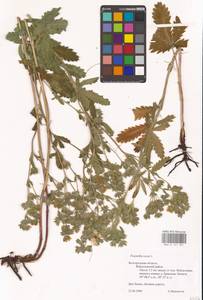 Potentilla recta L., Eastern Europe, Central forest-and-steppe region (E6) (Russia)