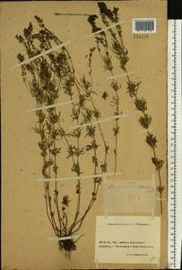 Veronica austriaca subsp. dentata (F. W. Schmidt) Watzl, Eastern Europe, Rostov Oblast (E12a) (Russia)