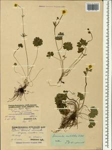 Ranunculus breyninus Crantz, Caucasus, North Ossetia, Ingushetia & Chechnya (K1c) (Russia)