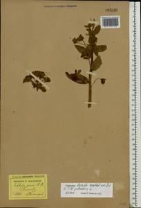 Euphorbia lucida Waldst. & Kit., Eastern Europe, North Ukrainian region (E11) (Ukraine)