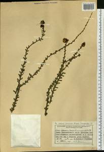 Larix gmelinii var. gmelinii, Siberia, Central Siberia (S3) (Russia)
