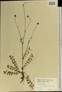 Poterium sanguisorba, Eastern Europe, West Ukrainian region (E13) (Ukraine)