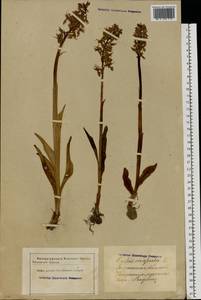 Orchis mascula (L.) L., Eastern Europe, Latvia (E2b) (Latvia)