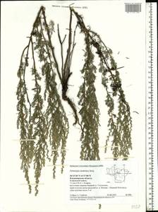 Artemisia austriaca Jacq., Eastern Europe, Central region (E4) (Russia)