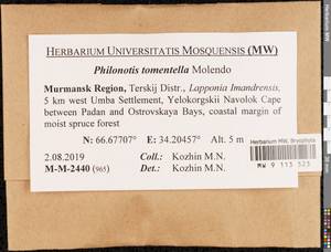 Philonotis tomentella Molendo, Bryophytes, Bryophytes - Karelia, Leningrad & Murmansk Oblasts (B4) (Russia)