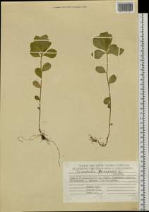 Lysimachia europaea var. arctica (Fisch. ex Hook.), Siberia, Chukotka & Kamchatka (S7) (Russia)