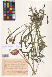 Jurinea ledebourii Bunge, Eastern Europe, Lower Volga region (E9) (Russia)