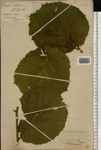 Corylus avellana L., Eastern Europe, Eastern region (E10) (Russia)