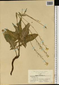 Bunias orientalis L., Eastern Europe, Central region (E4) (Russia)