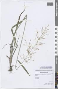 Agrostis clavata Trin., Eastern Europe, Eastern region (E10) (Russia)