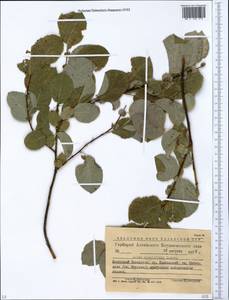 Salix pyrolifolia Ledeb., Siberia, Western (Kazakhstan) Altai Mountains (S2a) (Kazakhstan)