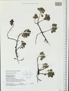 Phedimus spurius subsp. spurius, Eastern Europe, Central region (E4) (Russia)