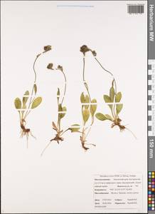 Hieracium triste Willd. ex Spreng., Siberia, Chukotka & Kamchatka (S7) (Russia)