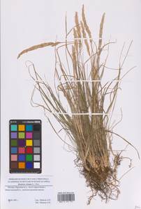 Koeleria pyramidata (Lam.) P.Beauv., Eastern Europe, Moscow region (E4a) (Russia)