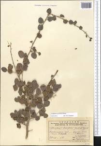 Atraphaxis pyrifolia Bunge, Middle Asia, Pamir & Pamiro-Alai (M2) (Tajikistan)