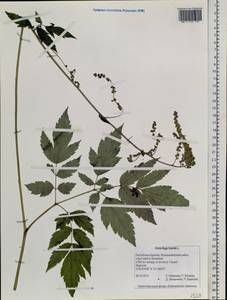 Actaea cimicifuga L., Siberia, Baikal & Transbaikal region (S4) (Russia)