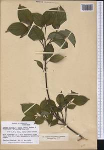 Cornus florida L., America (AMER) (United States)