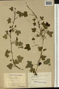 Hedera helix L., Eastern Europe, Latvia (E2b) (Latvia)