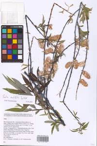 Salix acutifolia Willd., Eastern Europe, Lower Volga region (E9) (Russia)