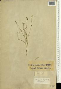 Heliophila pinnata L.f., Africa (AFR) (South Africa)