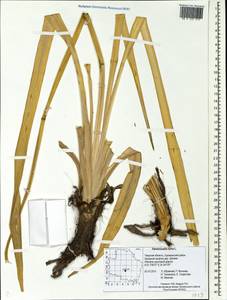 Hemerocallis fulva (L.) L., Eastern Europe, North-Western region (E2) (Russia)