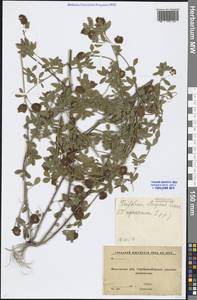 Trifolium aureum Pollich, Eastern Europe, Moscow region (E4a) (Russia)