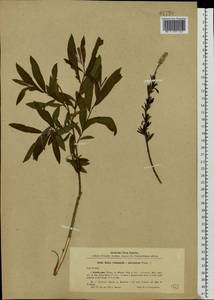 Salix purpurea × viminalis, Eastern Europe, North-Western region (E2) (Russia)